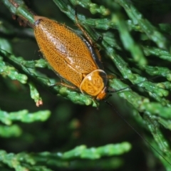 Ellipsidion humerale (Common Ellipsidion) at Greenway, ACT - 11 Jan 2022 by Harrisi