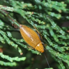 Ellipsidion humerale at Greenway, ACT - 11 Jan 2022