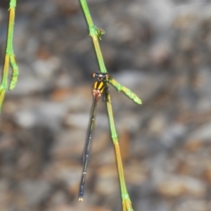 Nososticta solida at Greenway, ACT - 12 Jan 2022