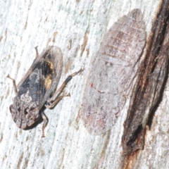 Stenocotis depressa at Uriarra, NSW - 13 Jan 2022 11:59 AM