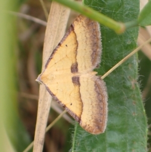 Anachloris subochraria at Cook, ACT - 13 Jan 2022