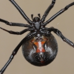 Latrodectus hasselti (Redback Spider) at Evatt, ACT - 11 Jan 2022 by TimL