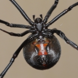 Latrodectus hasselti at Evatt, ACT - 11 Jan 2022