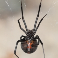 Latrodectus hasselti at Evatt, ACT - 11 Jan 2022