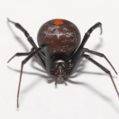 Latrodectus hasselti at Evatt, ACT - 11 Jan 2022