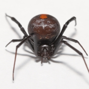 Latrodectus hasselti at Evatt, ACT - 11 Jan 2022