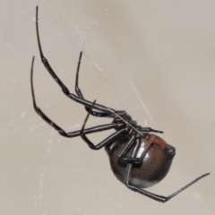 Latrodectus hasselti at Evatt, ACT - 11 Jan 2022 01:38 PM