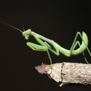 Pseudomantis albofimbriata at Evatt, ACT - 13 Jan 2022