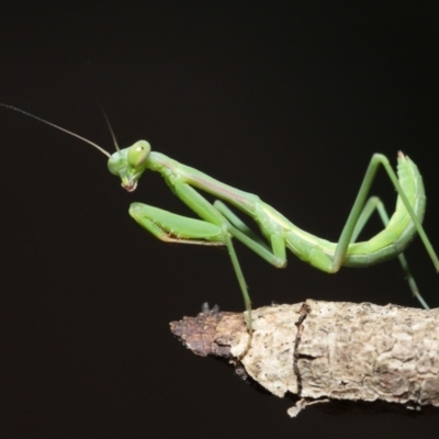 Pseudomantis albofimbriata at Evatt, ACT - 13 Jan 2022 by TimL