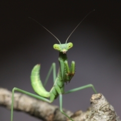 Pseudomantis albofimbriata at Evatt, ACT - 13 Jan 2022