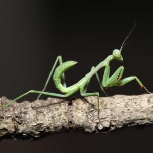 Pseudomantis albofimbriata at Evatt, ACT - 13 Jan 2022