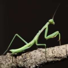 Pseudomantis albofimbriata at Evatt, ACT - 13 Jan 2022