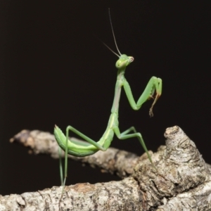 Pseudomantis albofimbriata at Evatt, ACT - 13 Jan 2022