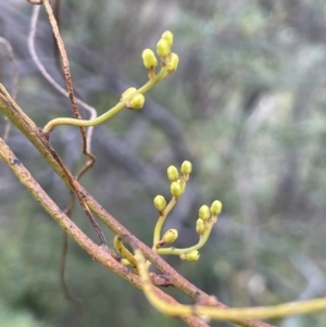 Cassytha pubescens at Paddys River, ACT - 13 Jan 2022