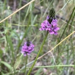 Cullen microcephalum at Paddys River, ACT - 13 Jan 2022