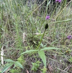 Cullen microcephalum at Paddys River, ACT - 13 Jan 2022