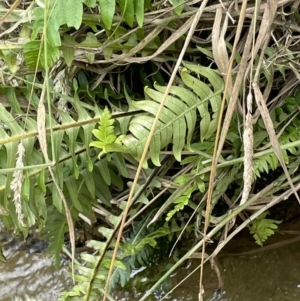 Blechnum sp. at Paddys River, ACT - 13 Jan 2022 03:50 PM