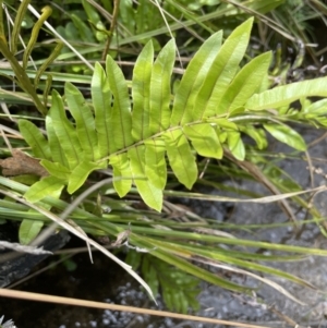 Blechnum sp. at Paddys River, ACT - 13 Jan 2022