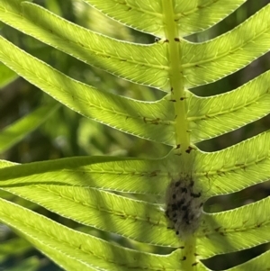 Blechnum sp. at Paddys River, ACT - 13 Jan 2022