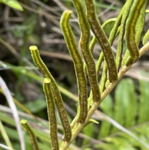 Blechnum sp. at Paddys River, ACT - 13 Jan 2022