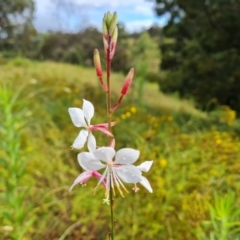 Oenothera lindheimeri (Clockweed) at O'Malley, ACT - 14 Jan 2022 by Mike