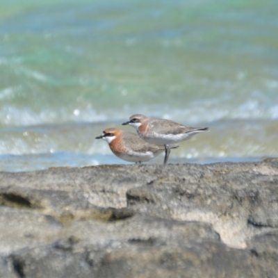 Anarhynchus mongolus (Siberian Sand-Plover) at Coral Sea, QLD - 1 Apr 2021 by natureguy