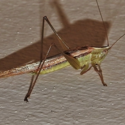 Conocephalus semivittatus (Meadow katydid) at Wanniassa, ACT - 14 Jan 2022 by JohnBundock