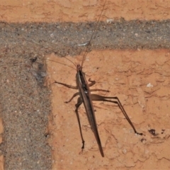 Conocephalus semivittatus at Wanniassa, ACT - 14 Jan 2022 10:11 PM