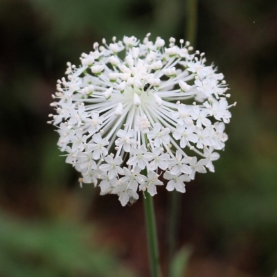 Trachymene composita var. composita at Pambula Beach, NSW - 2 Jan 2022 by KylieWaldon