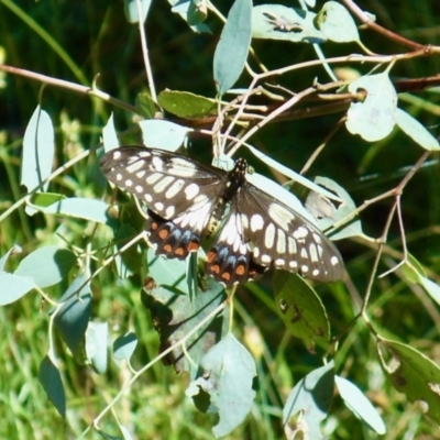 Papilio anactus (Dainty Swallowtail) at Mulligans Flat - 14 Jan 2022 by KMcCue