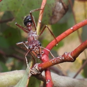 Myrmecia simillima at Kambah, ACT - 14 Jan 2022