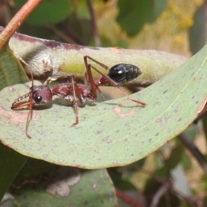 Myrmecia simillima at Kambah, ACT - 14 Jan 2022