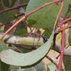 Myrmecia simillima at Kambah, ACT - 14 Jan 2022