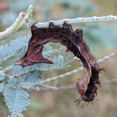 Neola semiaurata (Wattle Notodontid Moth) at Kambah, ACT - 13 Jan 2022 by HelenCross
