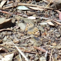 Junonia villida (Meadow Argus) at Forde, ACT - 14 Jan 2022 by KMcCue