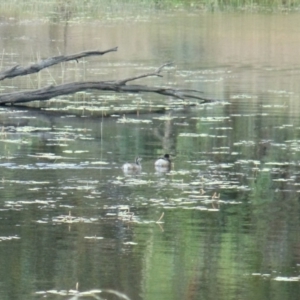 Tachybaptus novaehollandiae at Forde, ACT - 15 Jan 2022