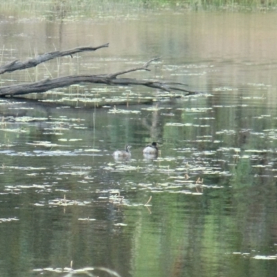 Tachybaptus novaehollandiae (Australasian Grebe) at Forde, ACT - 14 Jan 2022 by KMcCue