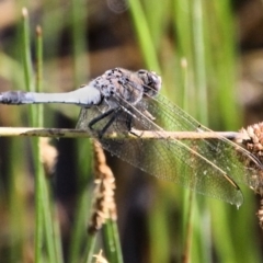 Orthetrum caledonicum (Blue Skimmer) at UBD015: Urila Bottom Dam - 12 Jan 2022 by Milobear