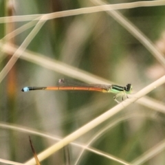 Ischnura aurora (Aurora Bluetail) at Urila, NSW - 11 Jan 2022 by Milobear