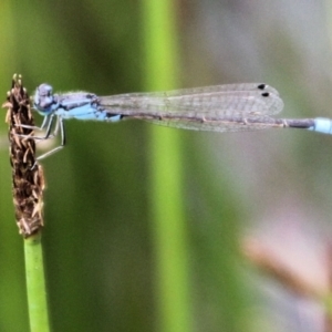 Ischnura heterosticta at Urila, NSW - 11 Jan 2022