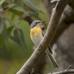 Myiagra rubecula (Leaden Flycatcher) at Beecroft Peninsula, NSW - 4 Jan 2022 by trevsci