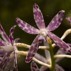 Dipodium variegatum (Blotched Hyacinth Orchid) at Beecroft Peninsula, NSW - 5 Jan 2022 by trevsci