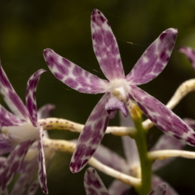 Dipodium variegatum (Blotched Hyacinth Orchid) at Beecroft Peninsula, NSW - 5 Jan 2022 by trevsci