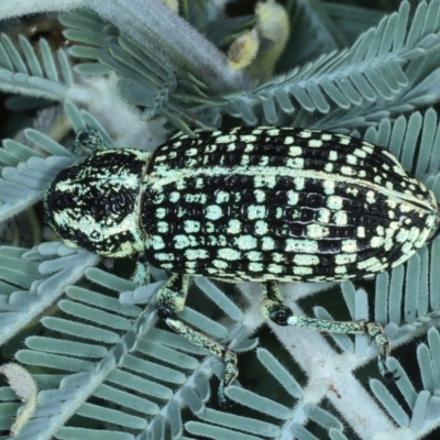 Chrysolopus spectabilis (Botany Bay Weevil) at Paddys River, ACT - 11 Jan 2022 by jbromilow50