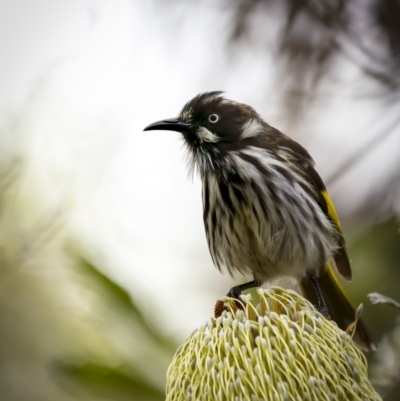 Phylidonyris novaehollandiae (New Holland Honeyeater) at Beecroft Peninsula, NSW - 5 Jan 2022 by trevsci