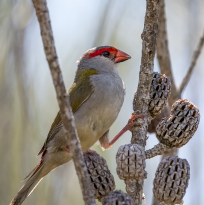 Neochmia temporalis (Red-browed Finch) at Beecroft Peninsula, NSW - 4 Jan 2022 by trevsci