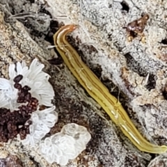 Caenoplana sulphurea (A Flatworm) at Harolds Cross, NSW - 15 Jan 2022 by trevorpreston
