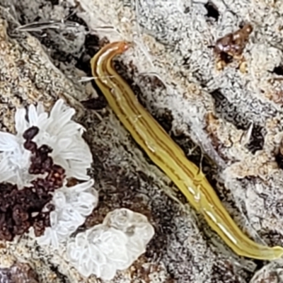 Caenoplana sulphurea (A Flatworm) at Tallaganda National Park - 15 Jan 2022 by trevorpreston