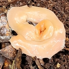 Australoplana alba (A flatworm) at Tallaganda National Park - 15 Jan 2022 by trevorpreston