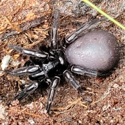 Atrax sutherlandi (Funnel-web Spider) at Tallaganda National Park - 15 Jan 2022 by trevorpreston